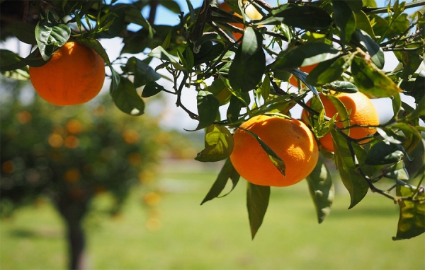 Exportaciones de fruta están en pañales: ¿Colombia dio papaya?