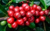 En el mes de la virgen, producci&oacute;n de caf&eacute; crece 6%