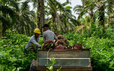 Peque&ntilde;os palmeros rumbo al &eacute;xito y la sostenibilidad: Cenipalma