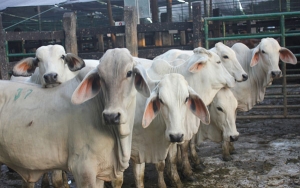 Exportaciones de carne y animales vivos duplican su registro