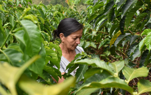 FNC lanza línea de café producido por mujeres al mercado internacional