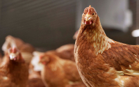Novedosa vacuna se toma el campo colombiano en favor del sector avícola