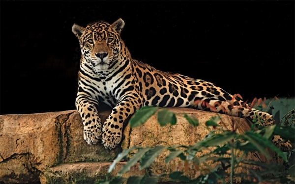 Jaguares latinoamericanos, la nueva era de los mercados