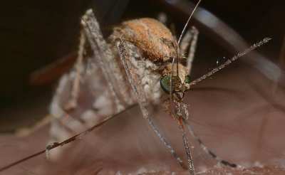 En tres a&ntilde;os el Dengue le cost&oacute; a Colombia $771.000 millones