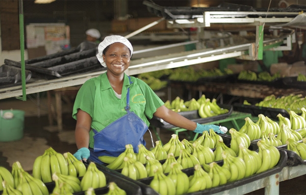 Bananeros se preparan para el Fenómeno del Niño