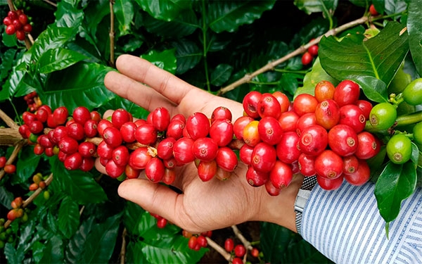Expertos japoneses se capacitan en Colombia en calidad de cafés suaves