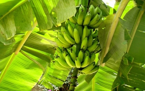 Bananeros ratifican su compromiso con el medio ambiente