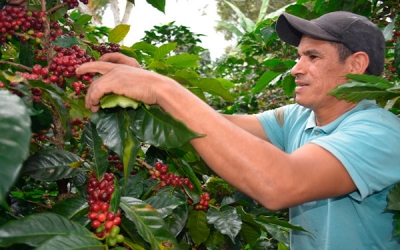 Cundinamarca, un aporte de calidad, sabor y aroma al mundo del café