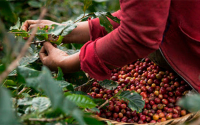Producción de café de Colombia cae 20% en enero