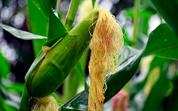 La crisis mundial demostró que el maíz nacional si era importante: Fenalce