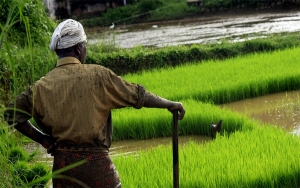 Uniminuto y África Occidental, soluciones agrícolas como arroz
