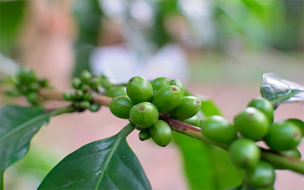 Renovaci&oacute;n cafetera tendr&aacute; recursos por m&aacute;s de $25.000 millones para 2021