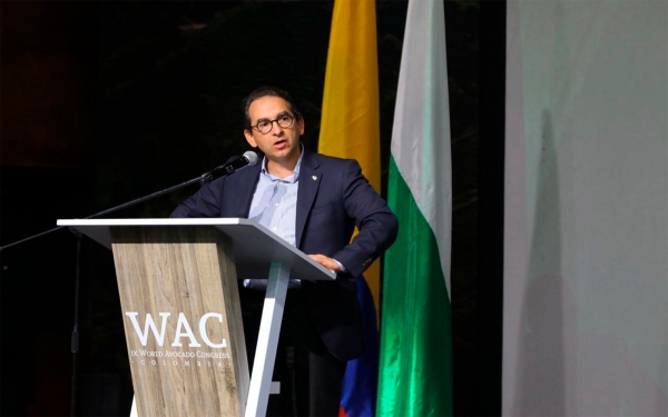 Colombia ya es el cuarto productor de aguacate del mundo