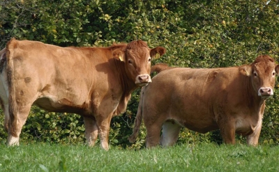 Minagricultura entregará suplemento para bovinos, ovinos y caprinos