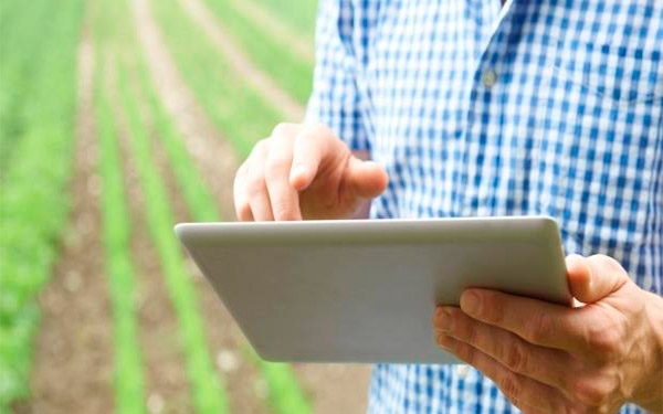 Internet, el nuevo y más eficaz escenario de subastas agropecuarias