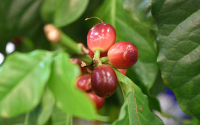 INCIPIO, tecnología para el control de plagas en café y otros cultivos
