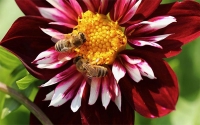 La extinción de las abejas, otro reto para la humanidad