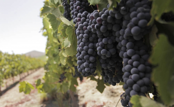 El mundo aumenta consumo de vino chileno