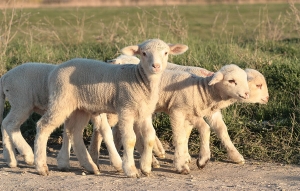 Rebaño ovino-caprino supera los dos millones de ejemplares en Colombia