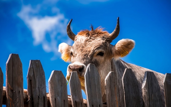Fedegán demanda atención del gobierno por robo de ganado