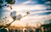 Piratería en semillas de algodón supera el 30%