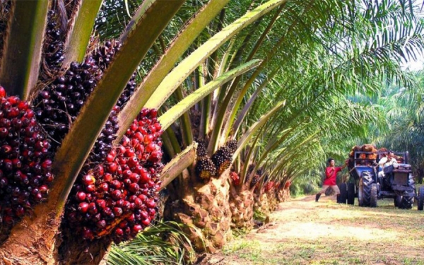La palma de aceite es un modelo ganador: Murgas e hijos