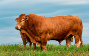 La reforma agraria no se mide en hect&aacute;reas