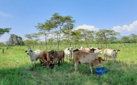 Grupo Éxito, con todo en modelo de ganadería sostenible