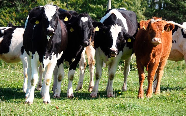 Sellan acuerdo para optimizar perspectivas del sector lácteo