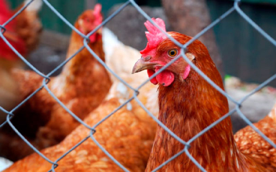 Empresas latinoamericanas empiezan a mejorar en bienestar animal