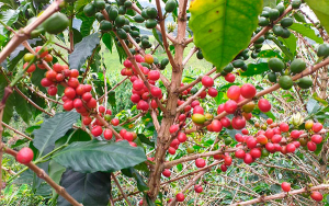 Impacto de cosecha cafetera en Brasil podrá evaluarse en dos meses