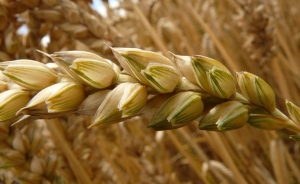 Cosecha de granos en Brasil caer&aacute; un 0,5 % en 2016 tras el r&eacute;cord de este a&ntilde;o