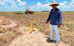 Ind&iacute;genas del Vichada impulsan modelo sostenible con cultivo de mara&ntilde;&oacute;n