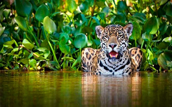 Temidos y adorados: estos son los tigres de América Latina