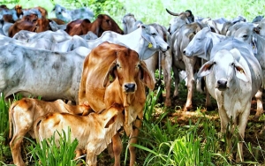 Dinámica en mercado bovino: Catar abre las puertas a la carne colombiana