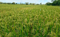 Si no hay di&aacute;logo, agricultura colombiana entrar&iacute;a en l&iacute;nea de extinci&oacute;n