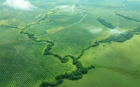 Palmeros no promueven deforestación en Colombia