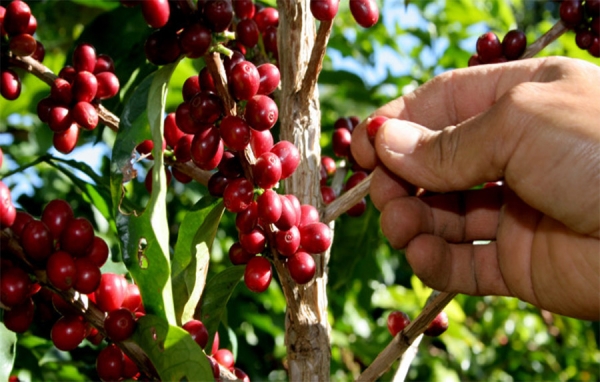 MinAgricultura ofrece nuevas alternativas de crédito a los cafeteros