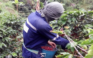 Producción de café de Colombia cae 22% en julio
