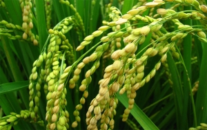 Sector arrocero, más competitividad con nuevas variedades del grano