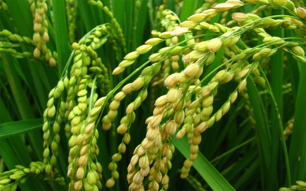 Sector arrocero, m&aacute;s competitividad con nuevas variedades del grano