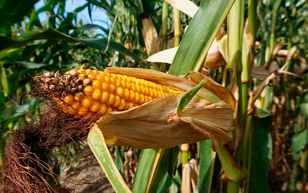 Alertan por llegada de maíz americano no apto para la salud humana