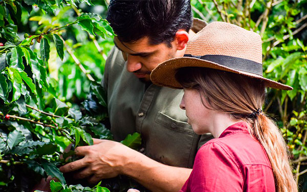 Producción cafetera colombiana cae 6% en noviembre