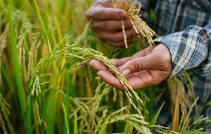 MinAgricultura logró la admisibilidad del arroz colombiano a Ecuador