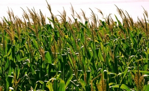 Colombia desarrolla método para reducir impacto cambio climático en cultivos