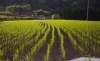 Área sembrada de arroz creció 21 % en 2015