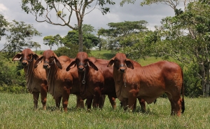 Banco Agrario y Unaga firman convenio para facilitar acceso de ganaderos al cr&eacute;dito