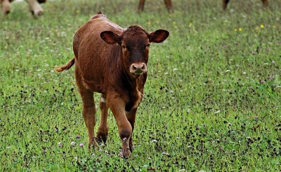 Argentina exporta carne vacuna a Canad&aacute; despu&eacute;s de 14 a&ntilde;os de veda