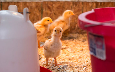 Industria av&iacute;cola crece y cumple, pero le afana la inseguridad: Fenavi