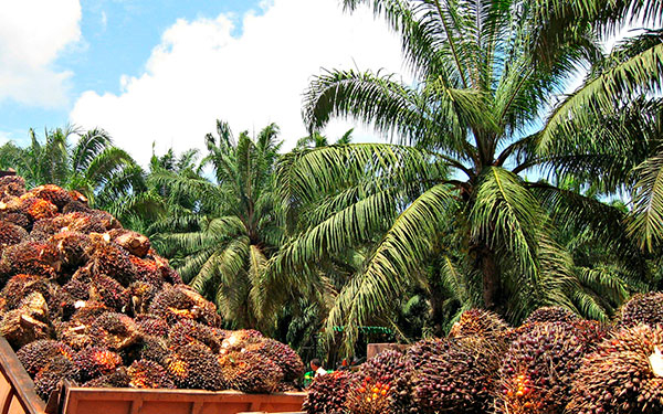 Cifras acompañan producción de palma aceitera en Colombia: Fedepalma
